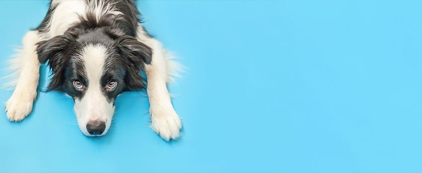 How Do I Treat an Animal Bite That Breaks the Skin?