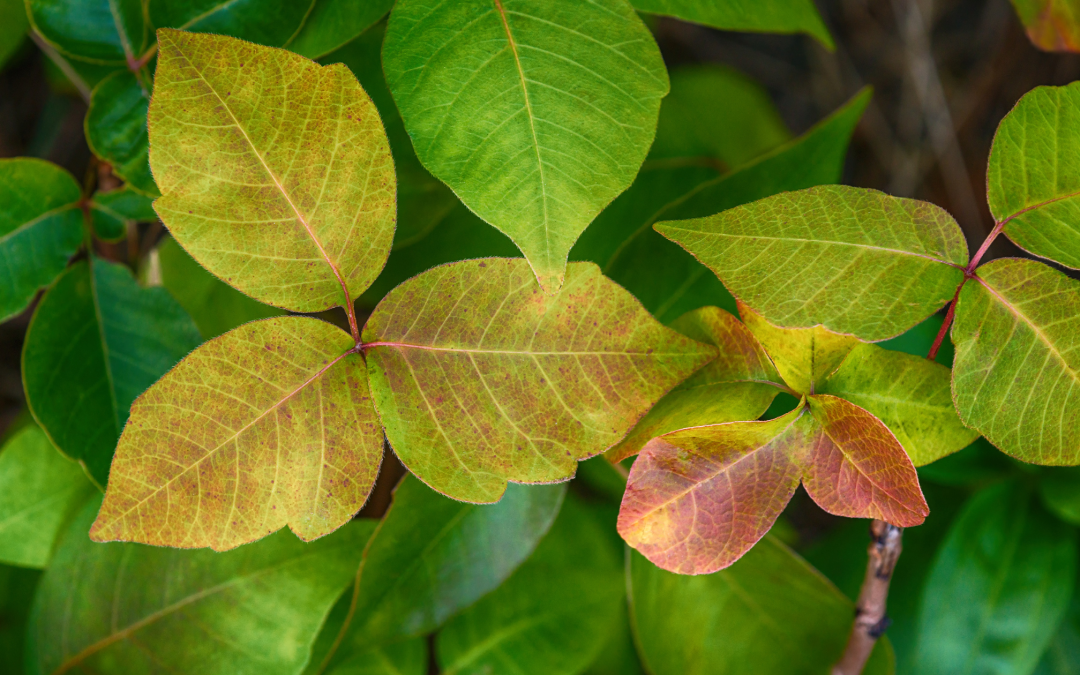 Am I Dealing With a Poison Ivy Rash?